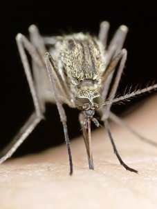 Cinq idées reçues sur le moustique