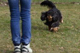 Glâne: Une mort subite de chien suscite l’inquiétude. Les cyanobactéries?