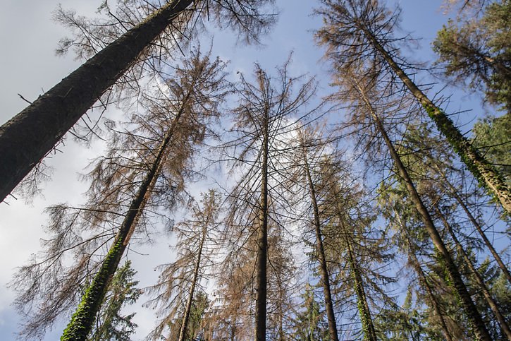 Dans certaines régions, le paysage forestier suisse a connu des changements importants en peu de temps, selon les résultats intermédiaires des années de relevé 2018 à 2022 du cinquième Inventaire forestier national (archives). © KEYSTONE/URS FLUEELER