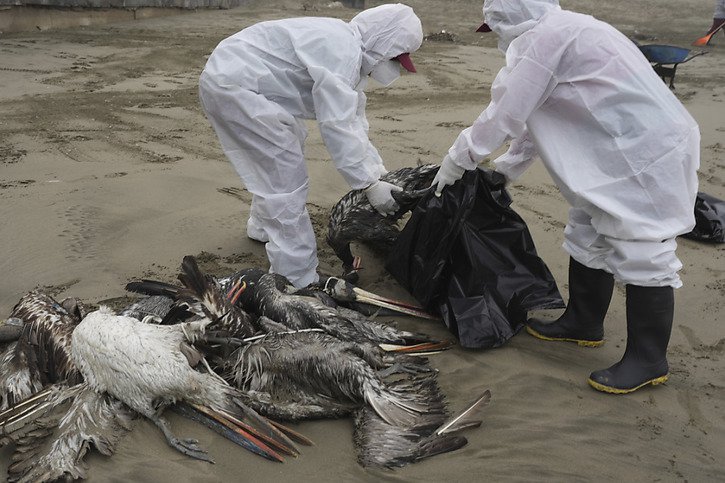 Au moins 3500 oiseaux marins ont été retrouvés morts depuis le 26 mai sur les plages du nord du Chili (cliché symbolique/Keystone archives). © KEYSTONE/AP/GUADALUPE PARDO