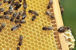 Un pesticide "tueur d'abeilles" interdit en Europe exporté légalement depuis la Suisse