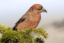 Le bec-croisé des sapins, cet étrange perroquet des montagnes