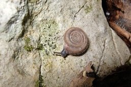 La veloutée plane, spirale à poils