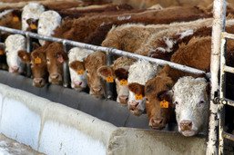 Un cas de maladie de vache folle "atypique" détecté aux Etats-Unis
