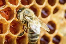 Kidnappées à Schmitten, des abeilles ont été retrouvées à Saint-Antoine