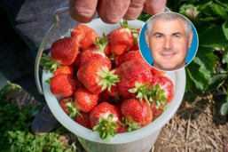 Terroir Fribourg implore les consommateurs de «résister aux fraises importées»