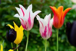 Pour huit tulipes coupées, elle dénonce sa voisine à la justice
