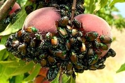 Des mouches et des champignons pour lutter contre le scarabée japonais