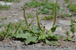 Nature en ville: Le Grand Plantain, la plante médicinale qui se laisse marcher dessus