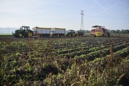 Agriculture: comment la pomme de terre est transformée en frite