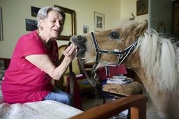 Plume, le poney qui s'invite dans les maisons de retraite fribourgeoises