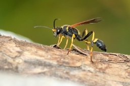 Nature en ville: «la Pélopée maçonne paralyse entre 6 à 15 araignées, puis les donne à manger vivantes à ses larves»