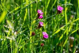 La biodiversité gagne un peu de terrain à Fribourg