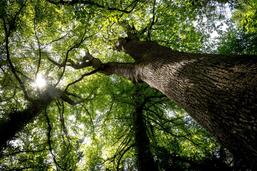 4,5 millions pour les forêts domaniales du canton