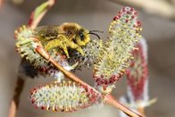 Biodiversité: Fribourg subventionne des actions concrètes en milieu bâti