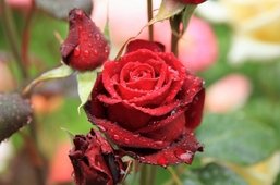 Jardinage: Création de nouvelles variétés de roses, mode d’emploi