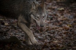 Dossier spécial loup