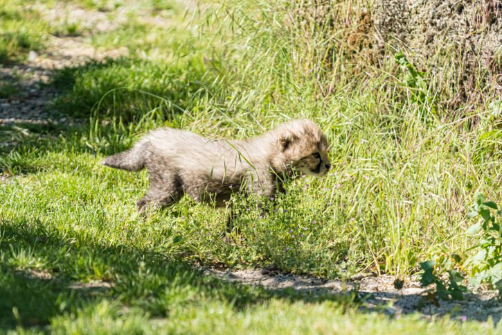 Un des quatre guépards nés le 19 mai au zoo de Bâle. © Zoo de Bâle