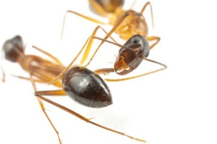 Ouvrière de fourmi Camponotus en train d’examiner la blessure d’une congénère. © Bart Zijlstra