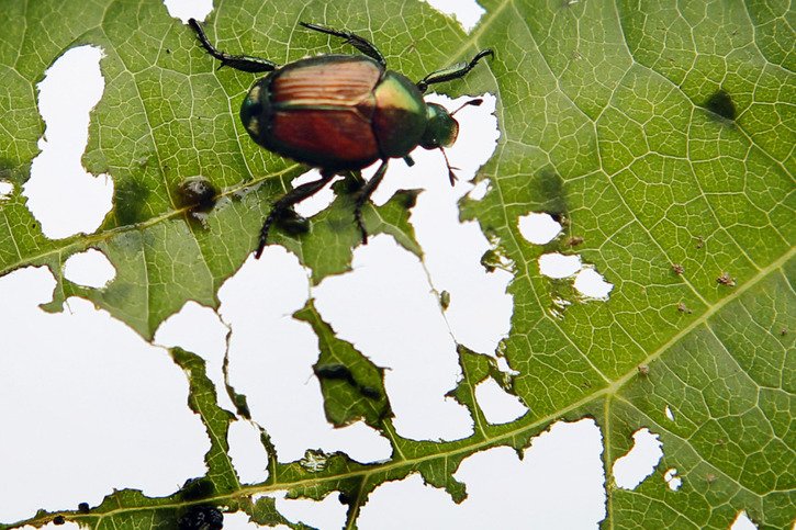 Le scarabée s'attaque à environ 300 plantes de différentes familles (photo symbolique). © KEYSTONE/AP BUBBK/ROBERT F. BUKATY
