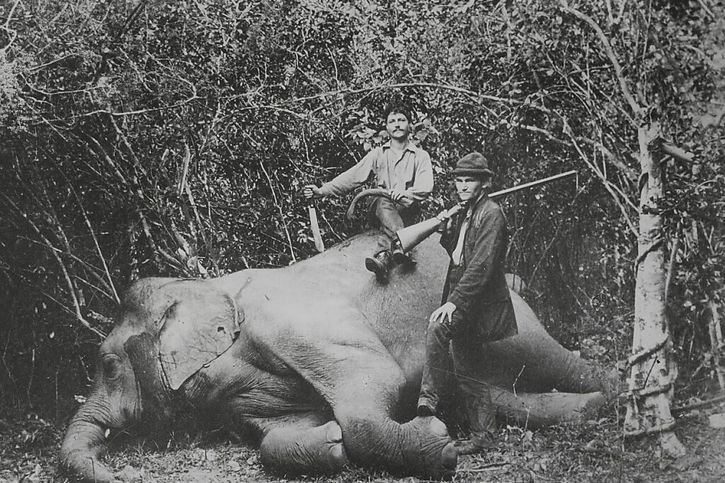 A la fin du XIXe siècle, les Suisses Fritz et Paul Sarasin effectuent des recherches au Ceylan britannique et à Célèbes, colonies néerlandaises. Ils chassent auss des éléphants comme ce jeune pachyderme remis au zoo de Bâle. © Bibliothèque de l'EPF Zurich