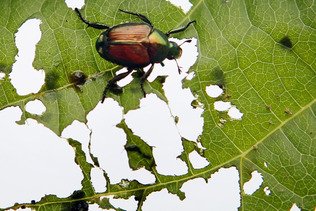 La région bâloise agit contre des foyers de scarabées japonais